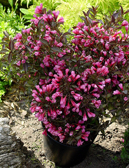    Weigela florida Alexandra